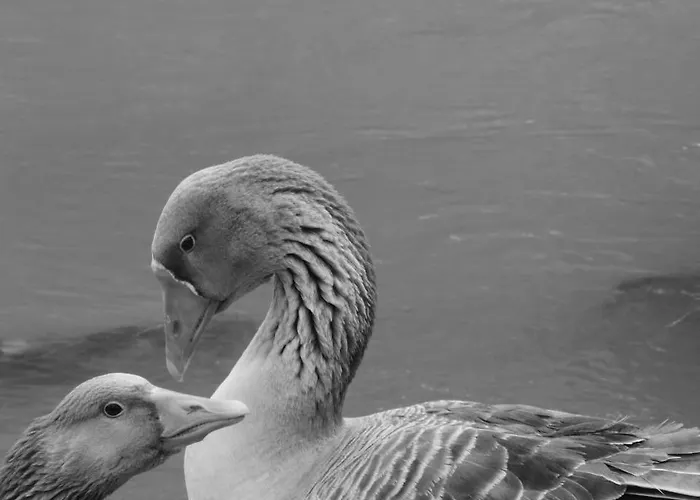 Goetzen 3* ドーロ